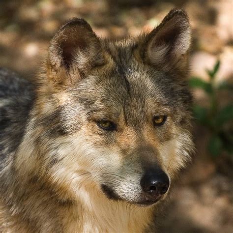 Endangered Mexican Gray Wolves Utahs Legislature Doesnt Care But You