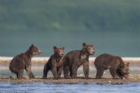 Bear Cubs Look Terrified As They Watch Their Mother Fish Bear Cubs