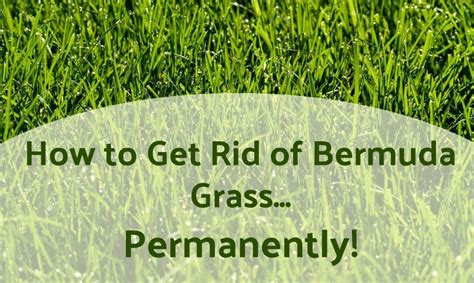 Know how to get rid of only bermuda grass weeds selectively from other grasses. How to Get Rid of Bermuda Grass... Permanently! | Tiffany ...