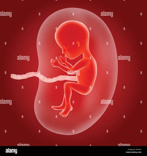 Fetus In Utero Stock Vector Images Alamy