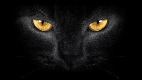 قطة سوداء بعيون صفراء 2k تنزيل الخلفية
