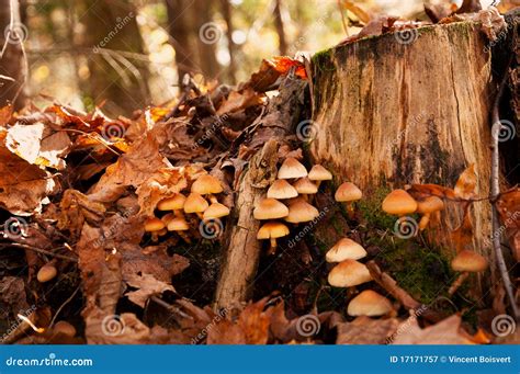 Autumn Mushroom 2 Stock Image Image Of Autumnal Leaves 17171757