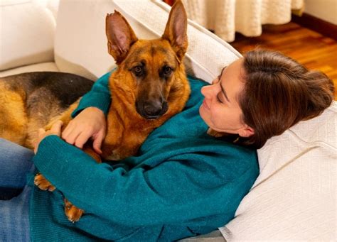 Do German Shepherds Like To Cuddle Breed Facts And Faq Hepper