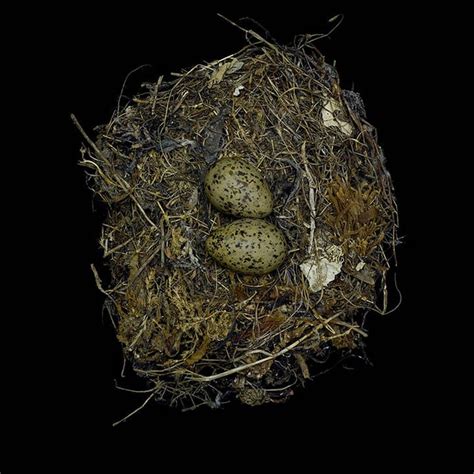 Birds Nests Photography By Sharon Beals Best Bookmarks Bird Nest