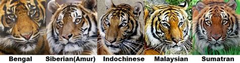 Tiger Facts Animal Facts Encyclopedia