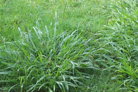 How To Stop Crabgrass In The Spring Garden Sweet Spot