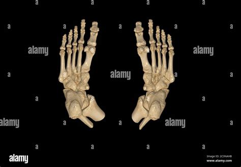 Bottom Of Foot Anatomy Hi Res Stock Photography And Images Alamy