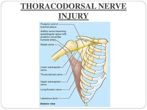 Thoracodorsal Nerve