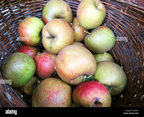 Fresh Picked Apples Stock Photo Alamy