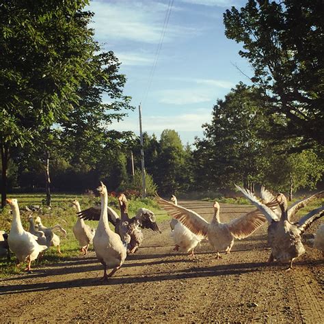 Raise A Goose To Guard Your Flock Hobby Farms