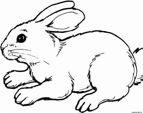 Tout sur le lapin domestique : Coloriage lapin realiste - JeColorie.com