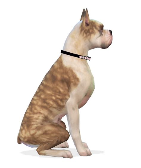 Enchanting Essence Mika The Boxer Dog • Sims 4 Downloads