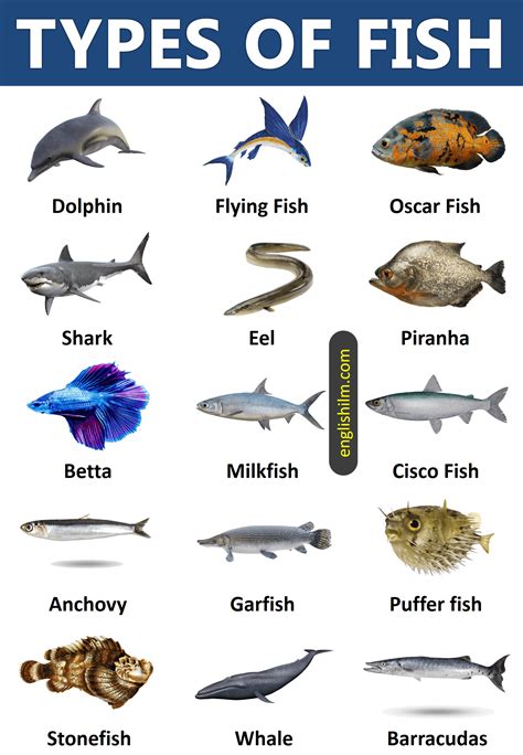 Types Of Fish From All Around The World 45 Types Of Fish Types Of
