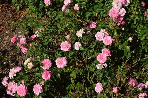 Drift roses are a new and improved compact rose variety. Rosa 'Meiswetdom' | 'Sweet Drift®' Rose | Ebert's Greenhouse