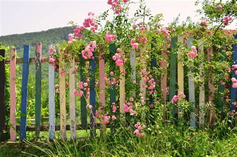 Climbing Rose Growing On Wooden Fence Vine Rose With Pink Flowers In