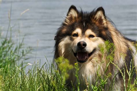 Dog Breeds Similar To Finnish Lapphund