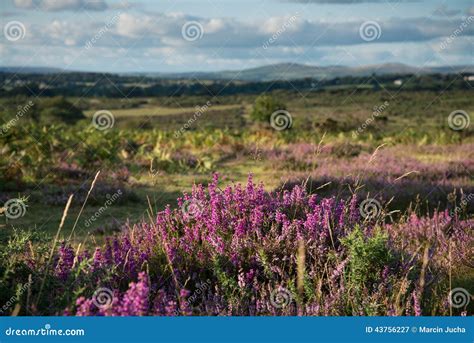 Heather On Moorland In British National Park Stock Image Image Of