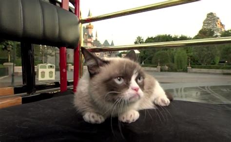 Grumpy Cat Goes To Disneyland