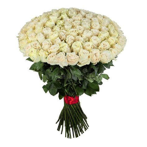 White Roses Isolated Large Bouquet Of 101 White Rose Stock Image