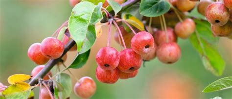 No matter if it is a dwarf fruit tree or not, you need a good size pot. The best crab apple trees for colour and form | Crabapple ...