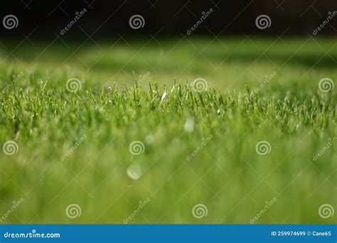 Lawn With Dew Drops On The Green Grass Stock Image Image Of Pasture Leaf 259974699