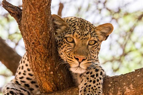 Searching For East Africas Most Elusive Animals Goway Travel