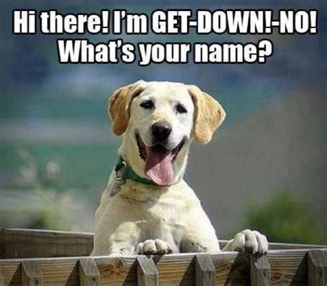 How To Pick The Absolutely Perfect Name For Your Pup