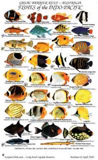 Tropical Fish Species Pictures wobuza48's soup