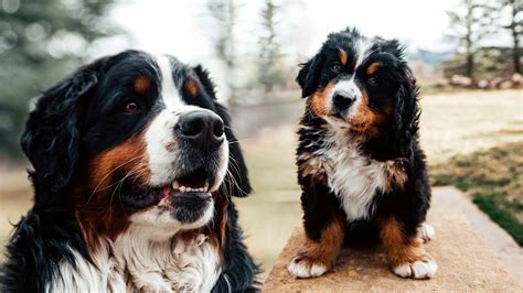 Week 7 Pupdate Life With 14 Bernese Mountain Dogs Ep 8 Youtube