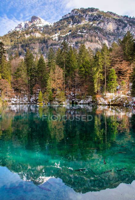 Mountain And Forest Reflections In Blausee Lake Kander Valley Bernese