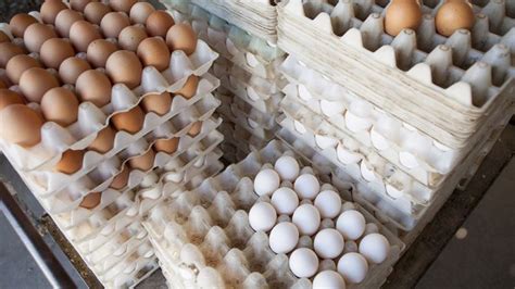 Dramatic Rise In Egg Prices Financial Tribune