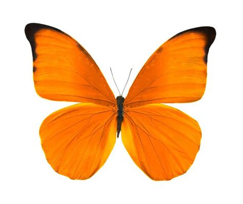 The Symbolism Spiritual Meaning Of Orange Butterflies