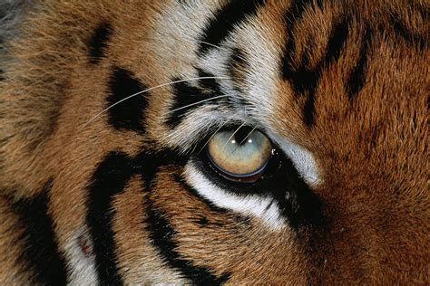 Bengal Tiger Eye Panthera Tigris Tigris Photograph By Nhpa Fine Art