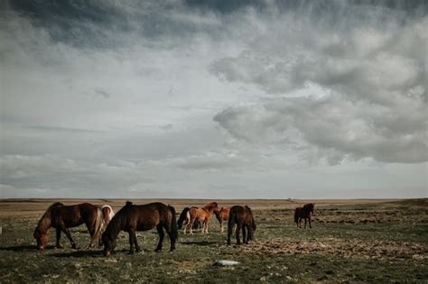 Free Photo Herd Of Horses Grazing In A Field Under The Beautiful