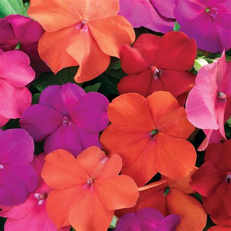 Impatiens Walleriana Xtreme Tango Mix From Flower Seeds