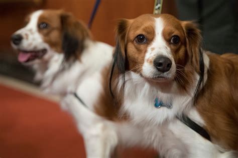 These Dogs Had Their Day American Kennel Club Recognizes Two New Dog