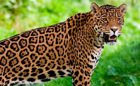 Jaguar En Peligro De Extinción Quedan Sólo 64 Mil