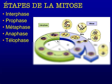 Solution La Membrane Plasmique Studypool