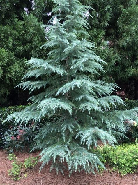 Weeping Deodar Cedar Cedrus Deodara If You Could Send A Close Up Of