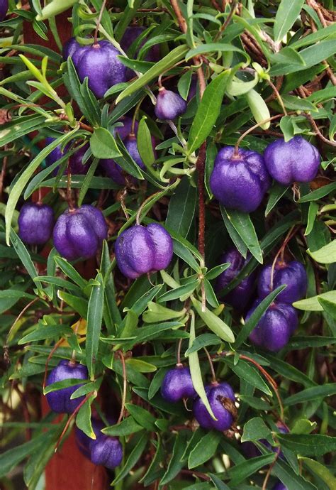Purple Apple Berry Billardiera Lonlora Spring Aesthetic Nature