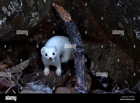 An Alaska Ermine Also Called A Stoat Or Short Tailed Weasel Shows Off
