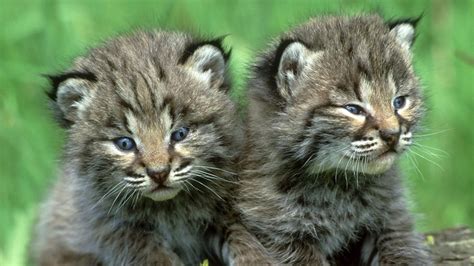 What Is A Baby Bobcat Called