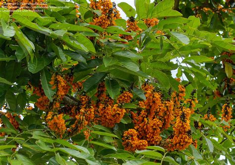 Plant Identification Closed Tropical Tree With Orange Yellow Flowers