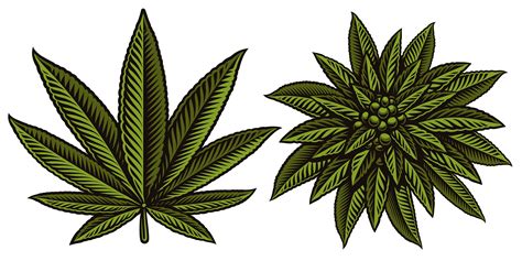 Vector Illustration Of Cannabis Leafs 560860 Vector Art At Vecteezy