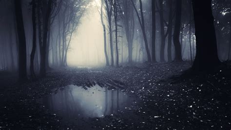 85 Wallpaper Dark Forest Picture Myweb
