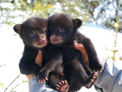 Black Bears Cute N Tiny