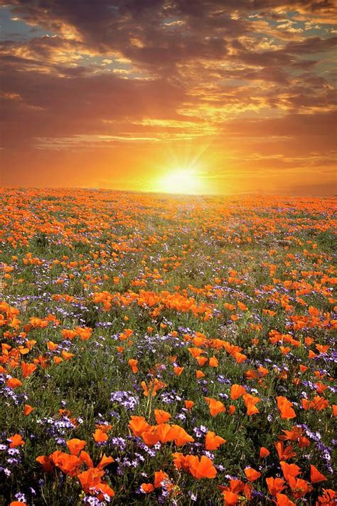 The best time to view the wildflowers is always right after a good rain. High Desert Wildflower Sunset by Lynn Bauer in 2020 ...