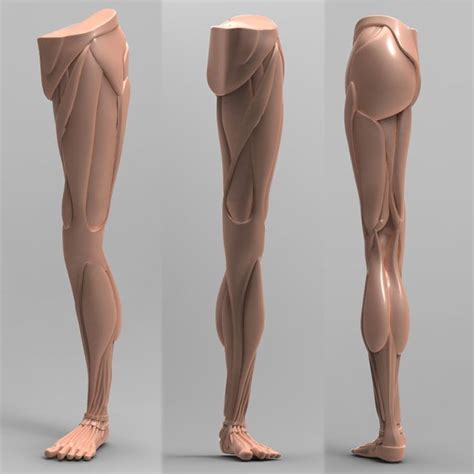 Human Anatomy For Artists Human Anatomy Drawing Leg Anatomy Anatomy