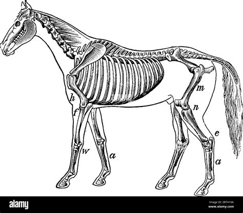 Equine Skeleton Hi Res Stock Photography And Images Alamy