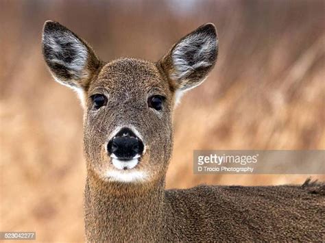 Deer Head Shot Photos And Premium High Res Pictures Getty Images